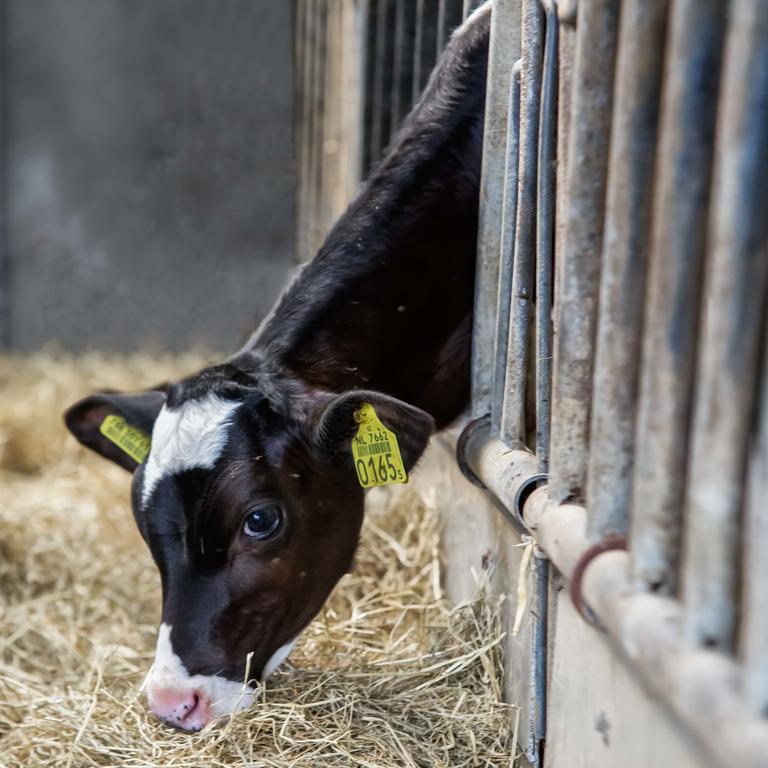 Boerderij Zonneveld Villa Rossum  Eksteriør billede